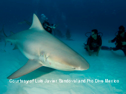 Mexico Dive INCLUSIVE OFFER Mexico Dive INCLUSIVE OFFER